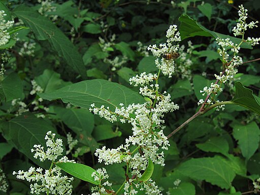 Reynoutria japonica. 2020-08-30, Seldom Seen, 02