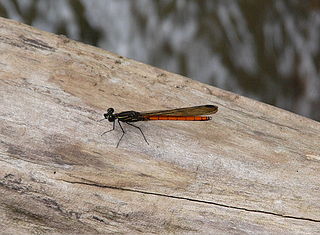 <i>Rhinocypha uenoi</i> Species of damselfly