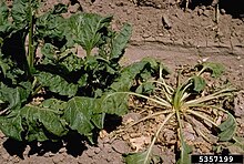 R. solani causing crown rot infection on Beta vulgaris, common beet Rhizoctonia solani symptoms beet.jpg
