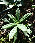 Rhododendron barbatum - VanDusen Botanical Garden - Vancouver, BC - DSC07179.jpg