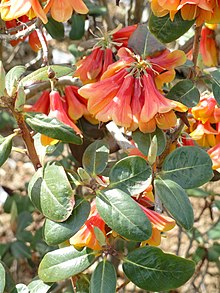 Rhododendron cinnabarinum - Kopengagen universiteti botanika bog'i - DSC07598.JPG