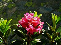 Rhododendron ferrugineum