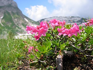 Lashed Alpine Rose (Rhododendron hirsutum)