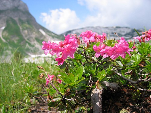 Bewimperte Alpenrose