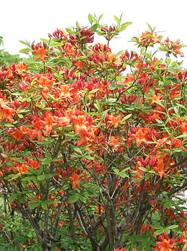 Rhododendron molle subsp japonicum1.jpg