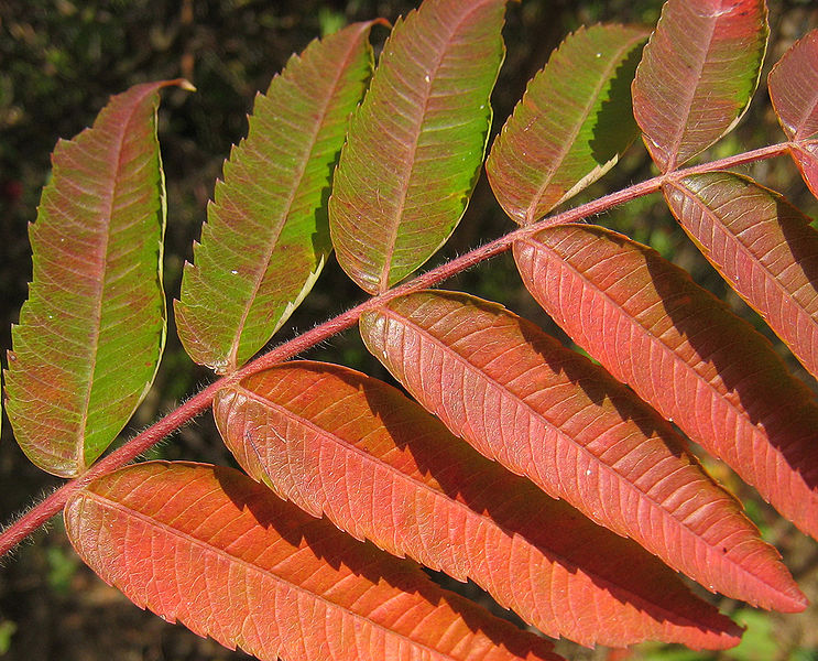 File:Rhus hirta typhian Mortkaute 03jpg.jpg