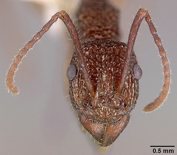 File:Rhytidoponera celtinodis casent0010628 head 1.jpg