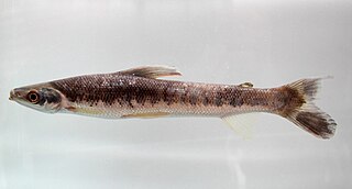 <i>Rhytiodus</i> Genus of fishes
