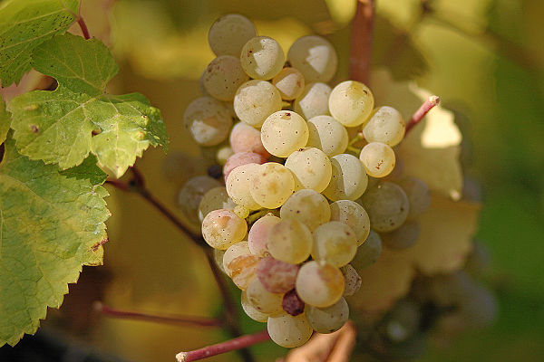 Ripe Riesling grapes in Rheingau, Germany