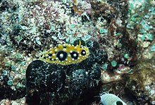 Sebuah nudibranch (kuning) pada "Codium arabicum" (hijau) dari Wilson Island, Australia