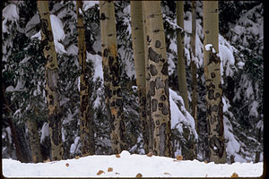 Rocky Mountain National Park ROMO9029.jpg