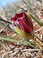 Romulea monadelpha