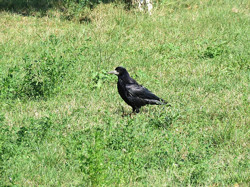 File:Rook in the grass 15.jpg