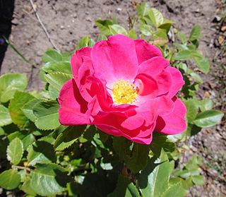 <i>Rosa</i> John Cabot Pink hybrid Kordesii shrub rose cultivar