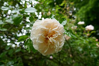 <i>Rosa</i> Léontine Gervais Apricot-blend Wichurana Rambler rose cultivar