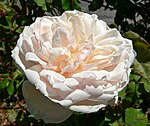 Rosa Madame Alfred Carriere 1.jpg