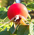 einzelne Frucht der Kartoffelrose