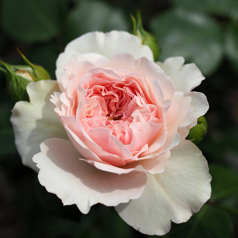 File Rose Mariatheresia バラ マリアテレジア Jpg Wikimedia Commons