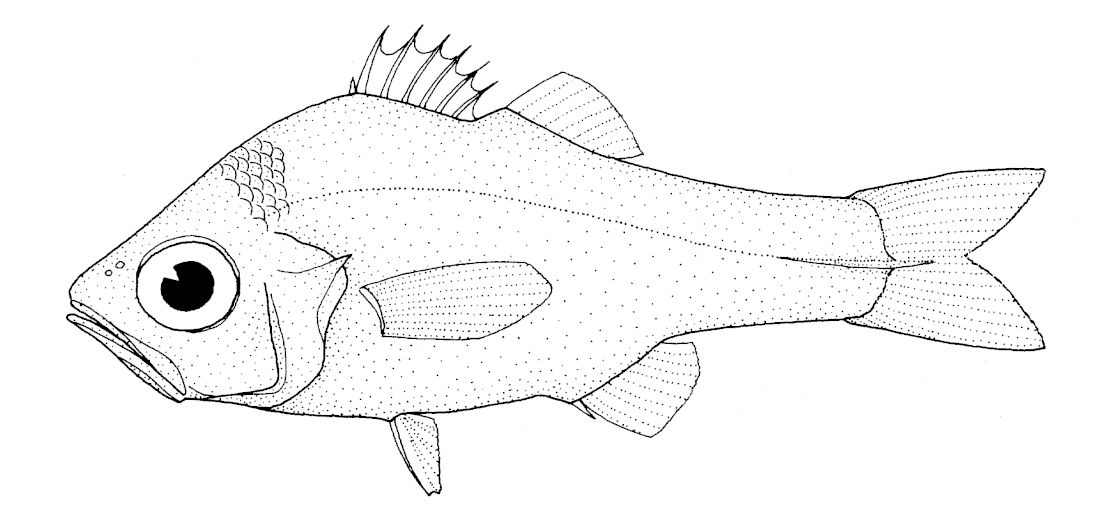 Stout cardinalfish