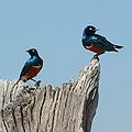 Superb starling (Lamprotornis superbus)