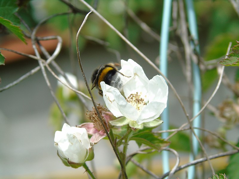 File:Rubus sp.007 - Campaño.jpg