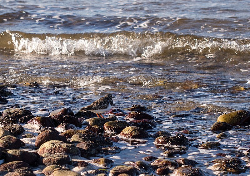 File:Ruddy Turnstone at Napatree Point (52329).jpg