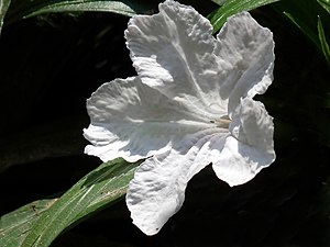 Britton's wild petunia, Mexican petunia, Mexican bluebell (Ruellia simplex)