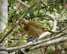 Rufous-naped Bellbird. Aleadryas rufinucha (48665770081).jpg