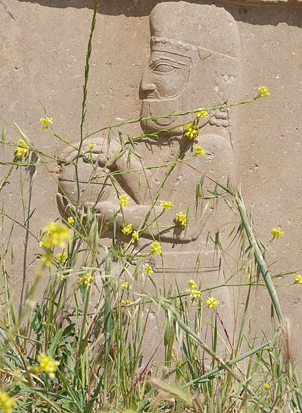 File:Ruins and Wildflowers, Persepolis, Iran (4693724240).jpg