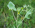 Rumex scutatus09072002feuilles.JPG