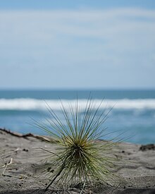 Rumput pantai