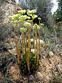 A Torà (Segarra - Catalunya)