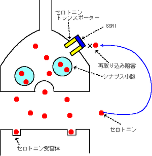 選択的セロトニン再取り込み阻害薬: 作用機序, 医療用途, 問題点