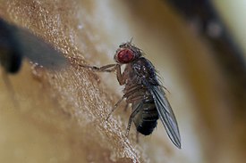 Drosophila-suvun kärpäsen koiras