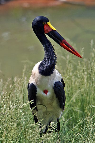 File:Saddle-Billed Stork.jpg