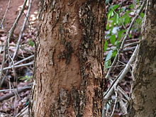 Bark Sage-Leaved Alangium 03.JPG