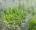 Sagittaria sagittifolia L.