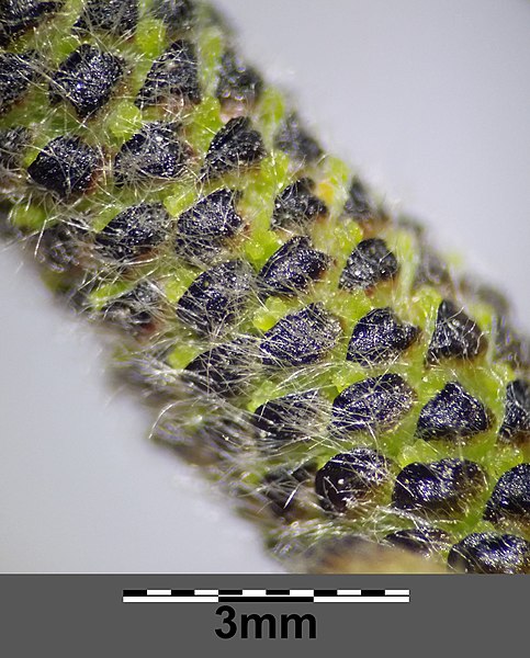 File:Salix purpurea sl26.jpg