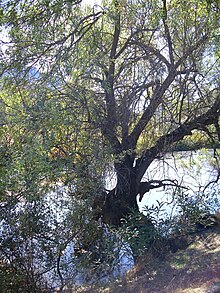 Salix salvifolia Habitus 12Oktober2009 RioFresnedas ValledeAlcudia.jpg