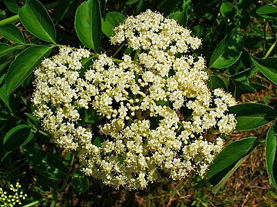 Sambucus canadensis Inflorescence