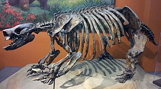 Fossilized skeleton of the Pliocene-Pleistocene ground sloth Paramylodon San Diego Paramylodon.jpg