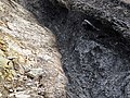 Sandstone & semi-anthracite coal (Price Formation, Lower Mississippian; Cloyds Mountain roadcut, Valley Coalfield, Virginia, USA) (29849170243).jpg