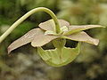 Gyslotoji saracėnija (Sarracenia psittacina)