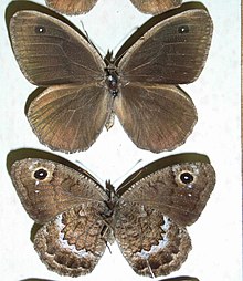 Satyrus actaea (اسپر ، 1780) .JPG