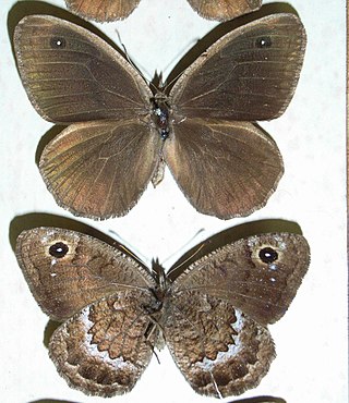 <i>Satyrus actaea</i> Species of butterfly