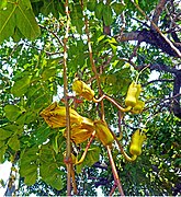 Kigelia aficana  Plante également nommée Arbre à saucisse