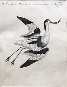 Dessin crayonné d'un oiseau noir et blanc au bec courbé, en vol.
