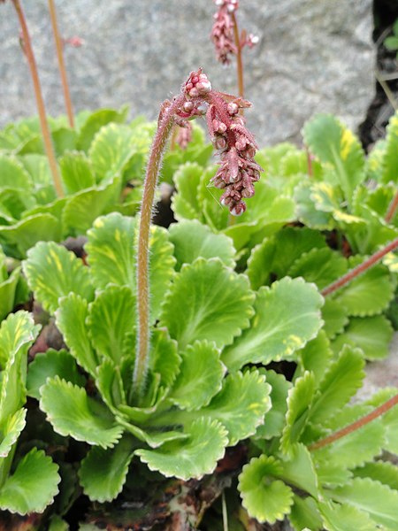 File:Saxifraga umbrosa - Copenhagen Botanical Garden - DSC07513.JPG