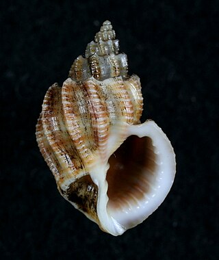 <i>Scalptia</i> Genus of gastropods