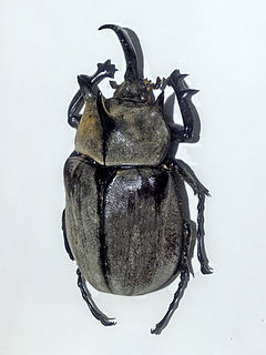 <i>Megasoma anubis</i> Species of beetle